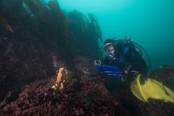 Un plongeur des sciences du MPO effectue une cartographie de l’habitat sous-marin à l’île Brier, en Nouvelle-Écosse.