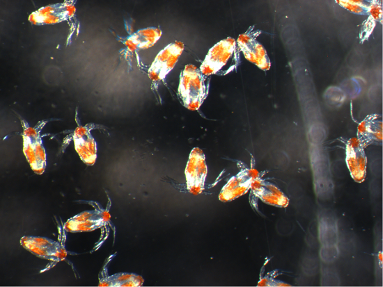 Les larves du poux du poisson, ou nauplii, vu au microscope.