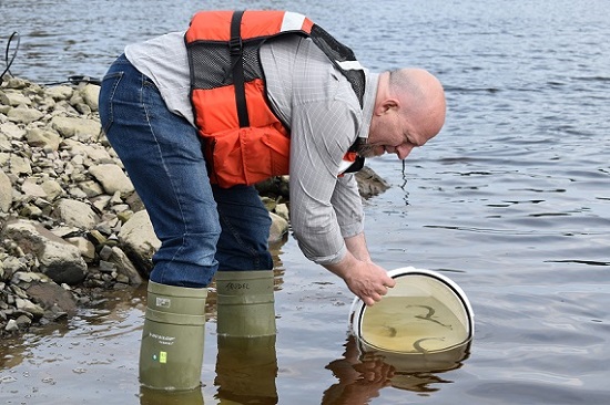 M. Trudel, Ph. D., relâche des saumoneaux de l’Atlantique marqués dans l’estuaire de la rivière Magaguadavic