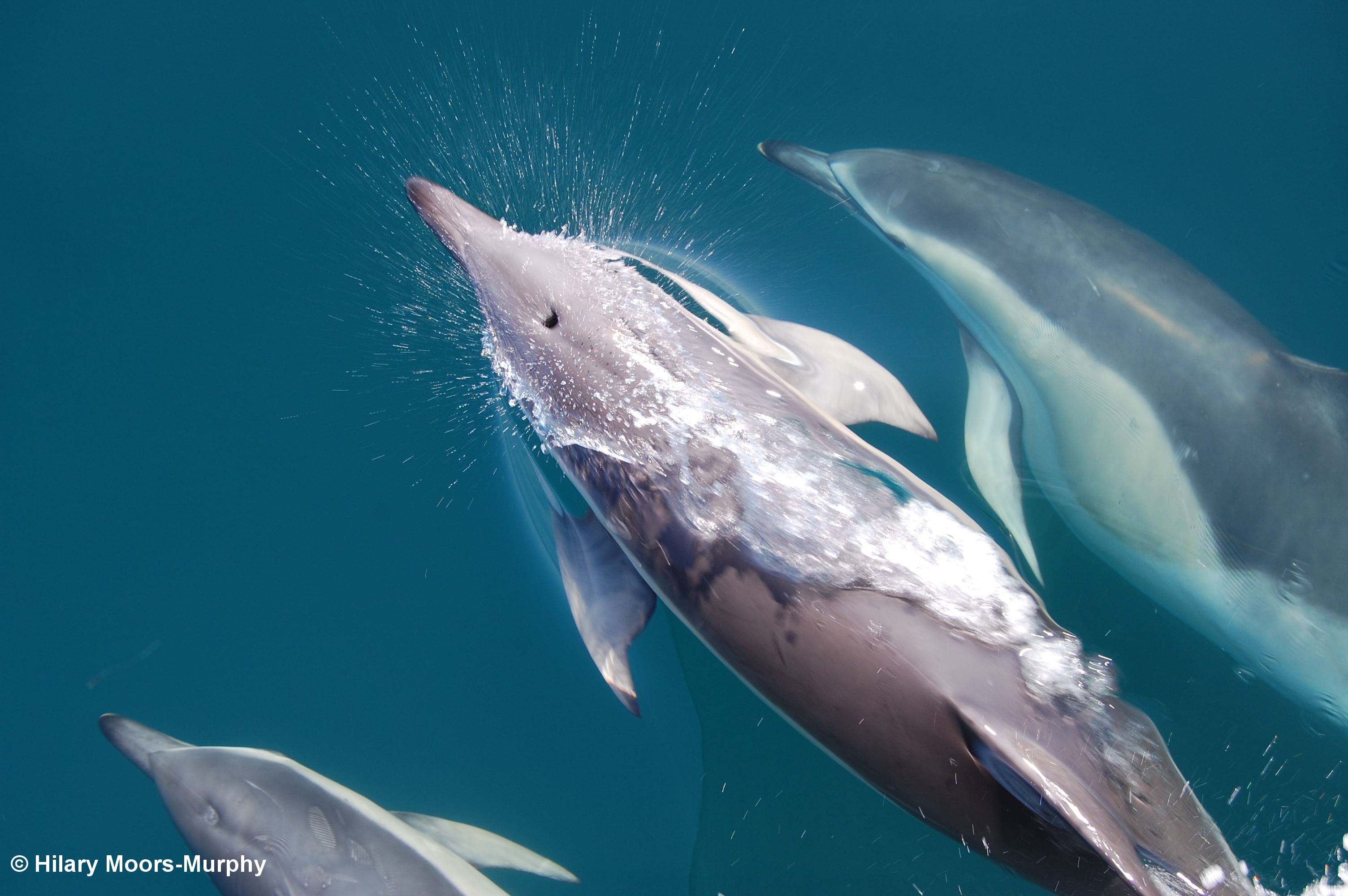 Common dolphins.