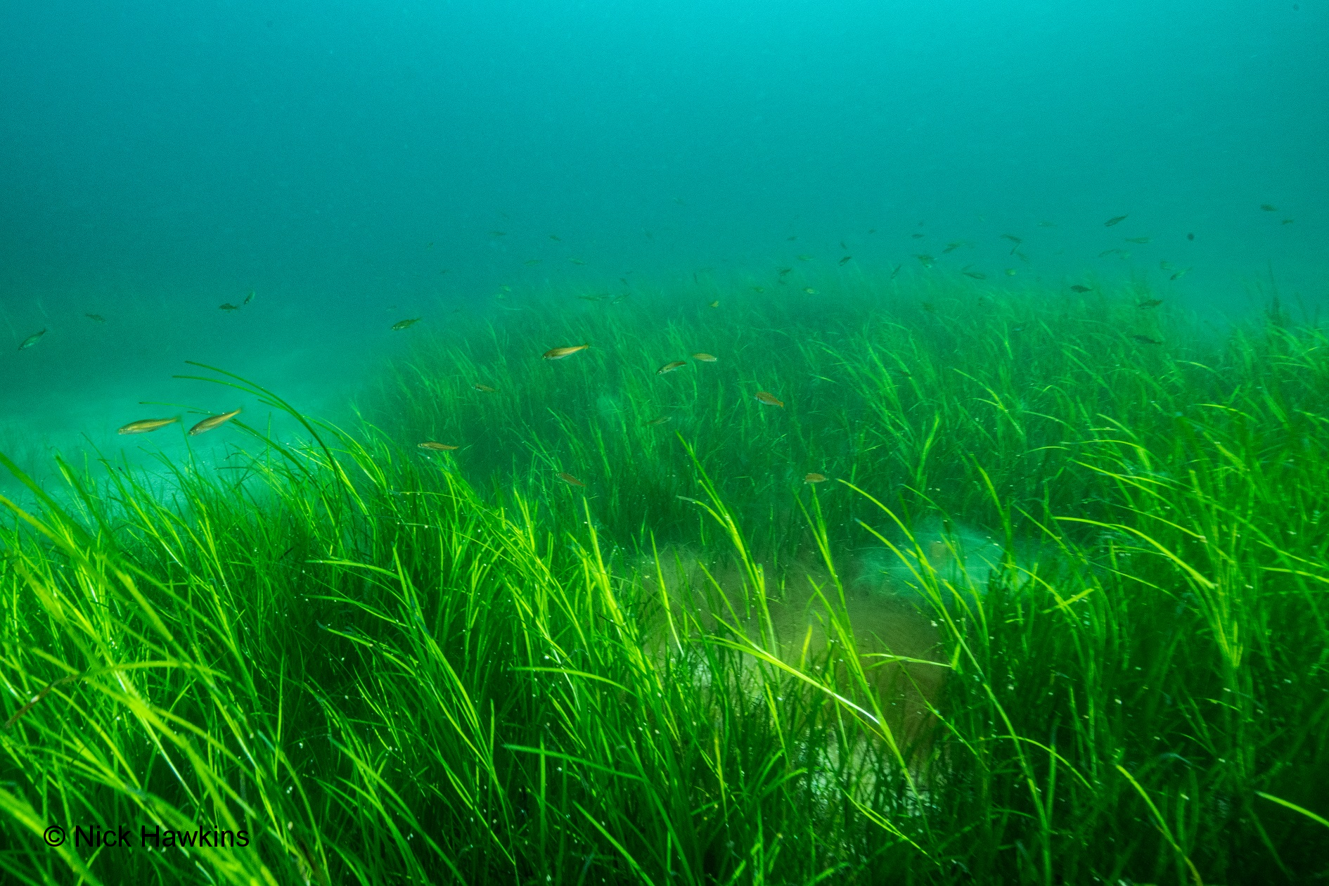 Photo d’herbiers de zostère marine au large de la Nouvelle-Écosse, Canada. © Nick Hawkins