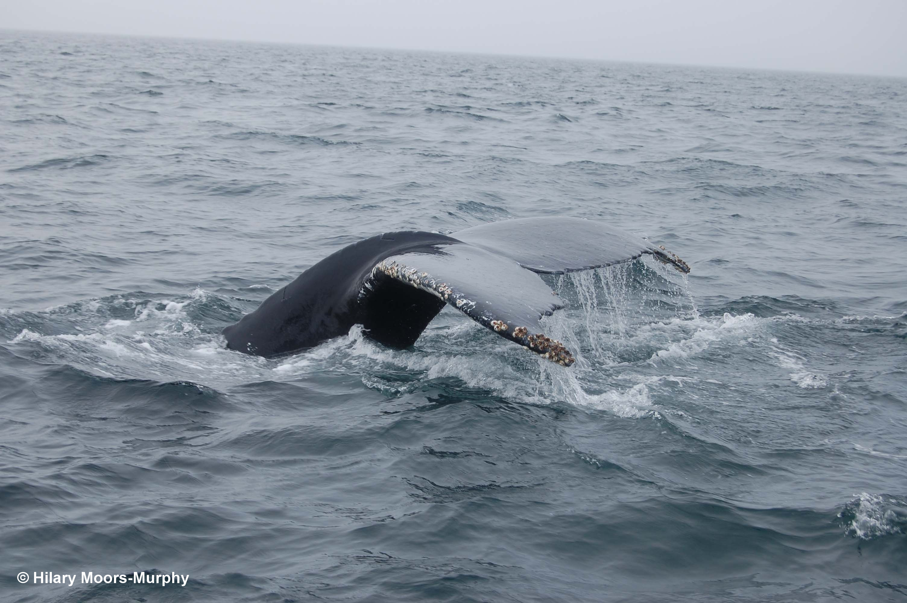 Baleine à bosse levant sa nageoire caudale.