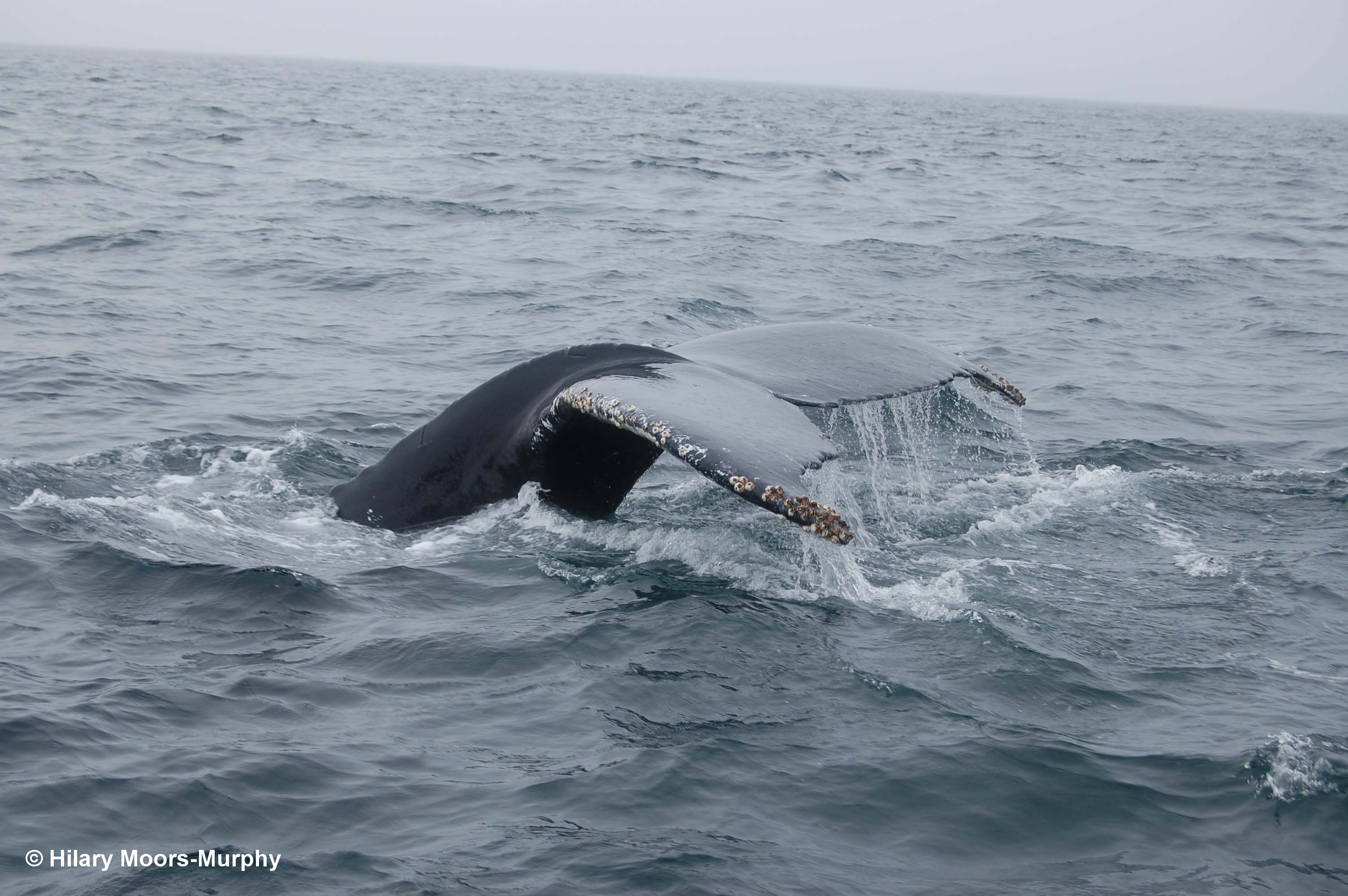 Humpback whale raising its tail fluke.