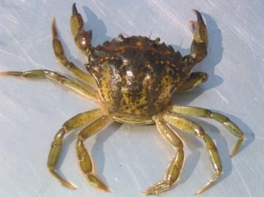 European Green Crab
