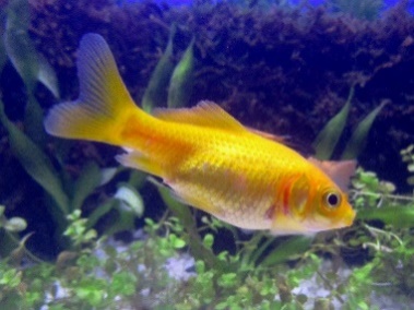 Goldfish