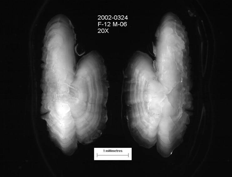 Herring otoliths: showing otoliths of a 9-year old herring.