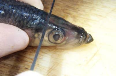 Herring otoliths: showing the location in the fish.