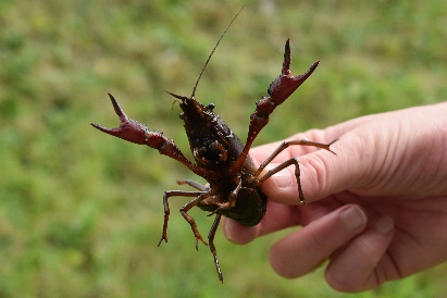 Red Swamp Crayfish