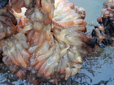 Vase Tunicates