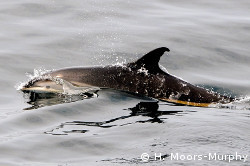 Atlantic white-sided dolphin