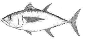 Thon obèse de l'Atlantique (congelé)