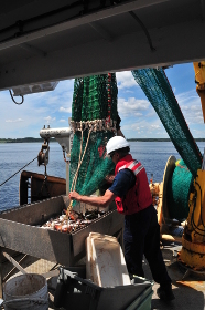 A trawl net is one of many effective methods to capture a diversity of species in the coastal zone.