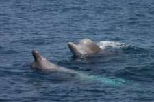 Two bottlenose whales swimming in the ocean