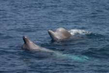 Deux baleines à bec nageant dans l'océan