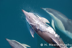 Common dolphins