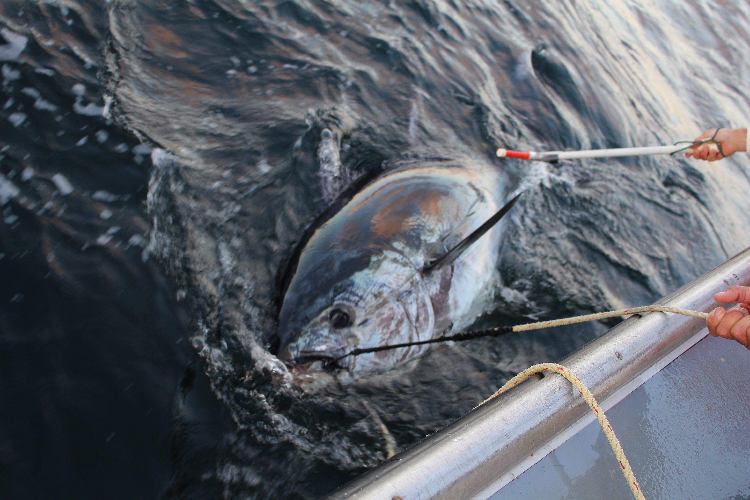 Figure 1: Bluefin tuna being tagged with a conventional tag