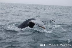 Humpback whale raising its tail fluke