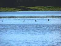 Quatre huards flottant sur un estuaire