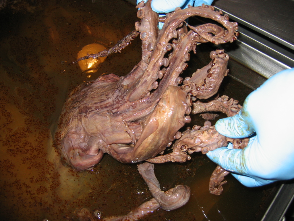 Octopus