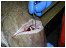Removing an otolith from an Atlantic cod