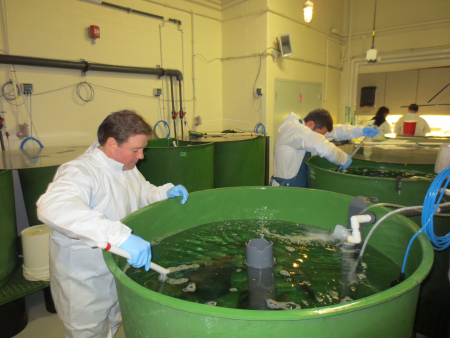 Research on Atlantic salmon health issues are studied at SABS