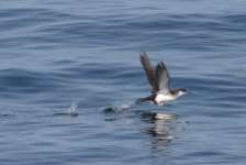 Greater shearwater flying over water