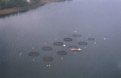 Vue aérienne d'une installation d'élevage type du saumon dans le Sud-Ouest du Nouveau-Brunswick.