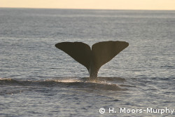 Sperm whale fluke