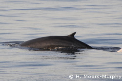 Surfacing fin whale