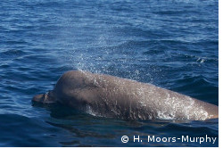 Surfacing northern bottlenose whale