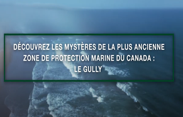 The Gully Marine Protected Area