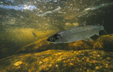 Whitefish